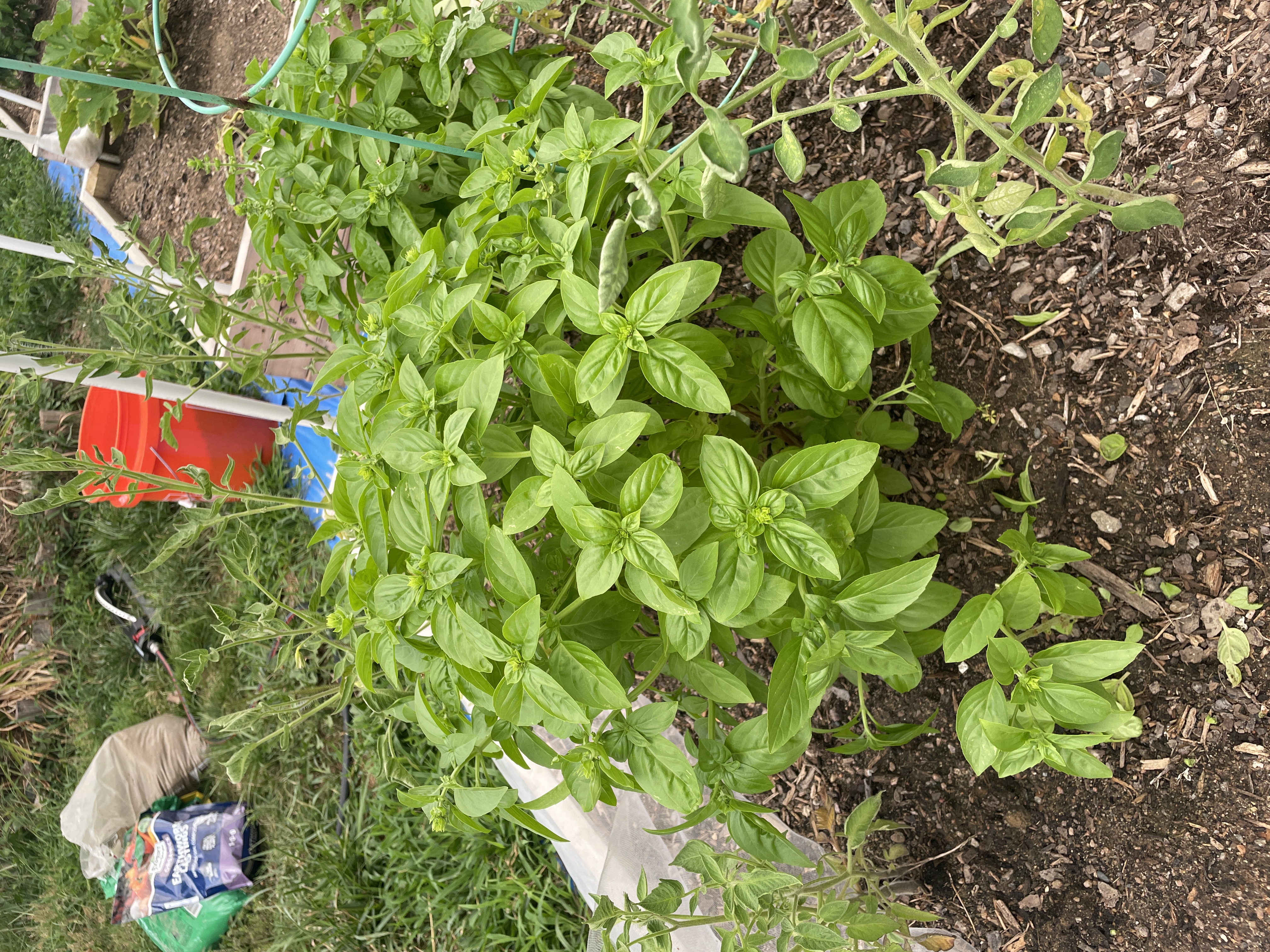 Basil1Image