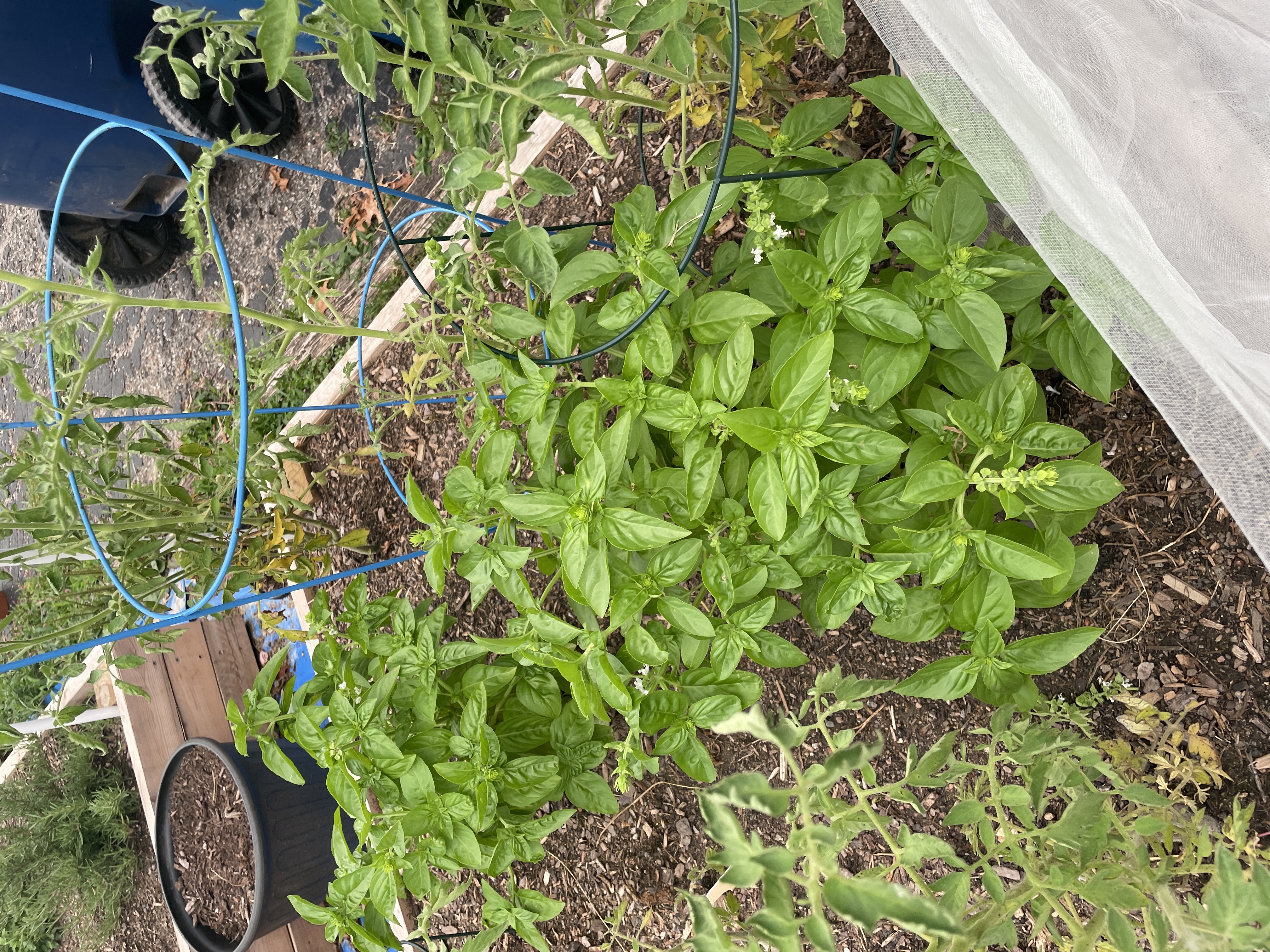 Basil2Image